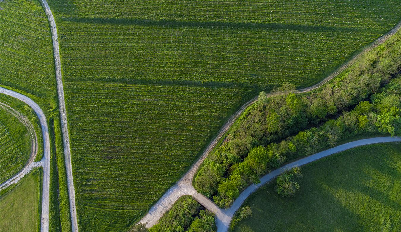 Zeleni vinogradi ob vijugasti cesti, prikaz iz ptičje perspektive