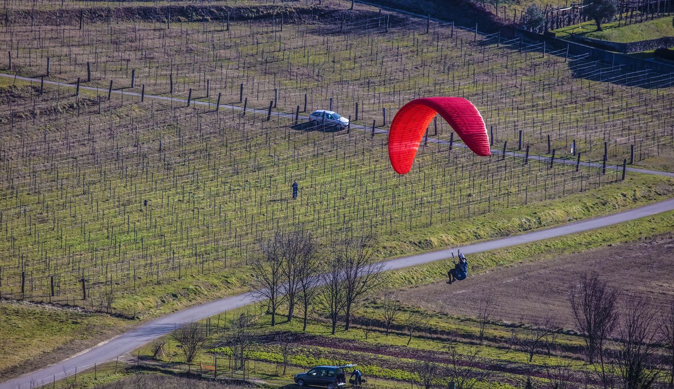 Padalec z rdečim jadrom med pristajanjem nad zelenimi vinogradi