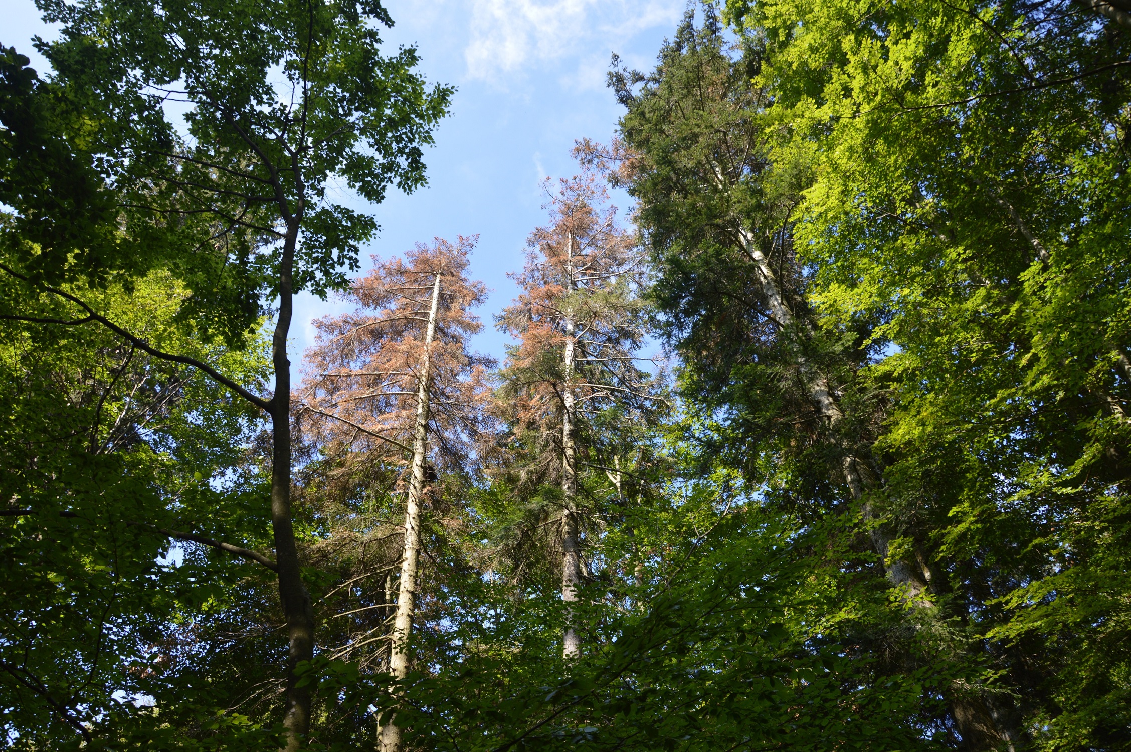 Visoka drevesa v gozdu